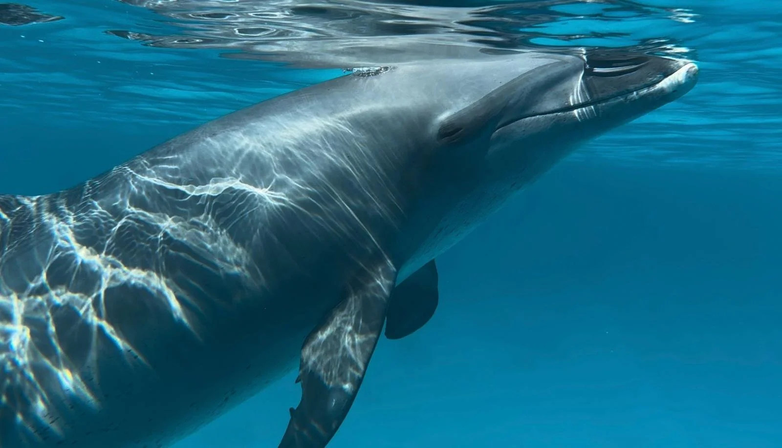 Ein Buckelwal schwimmt im offenen blauen Meer