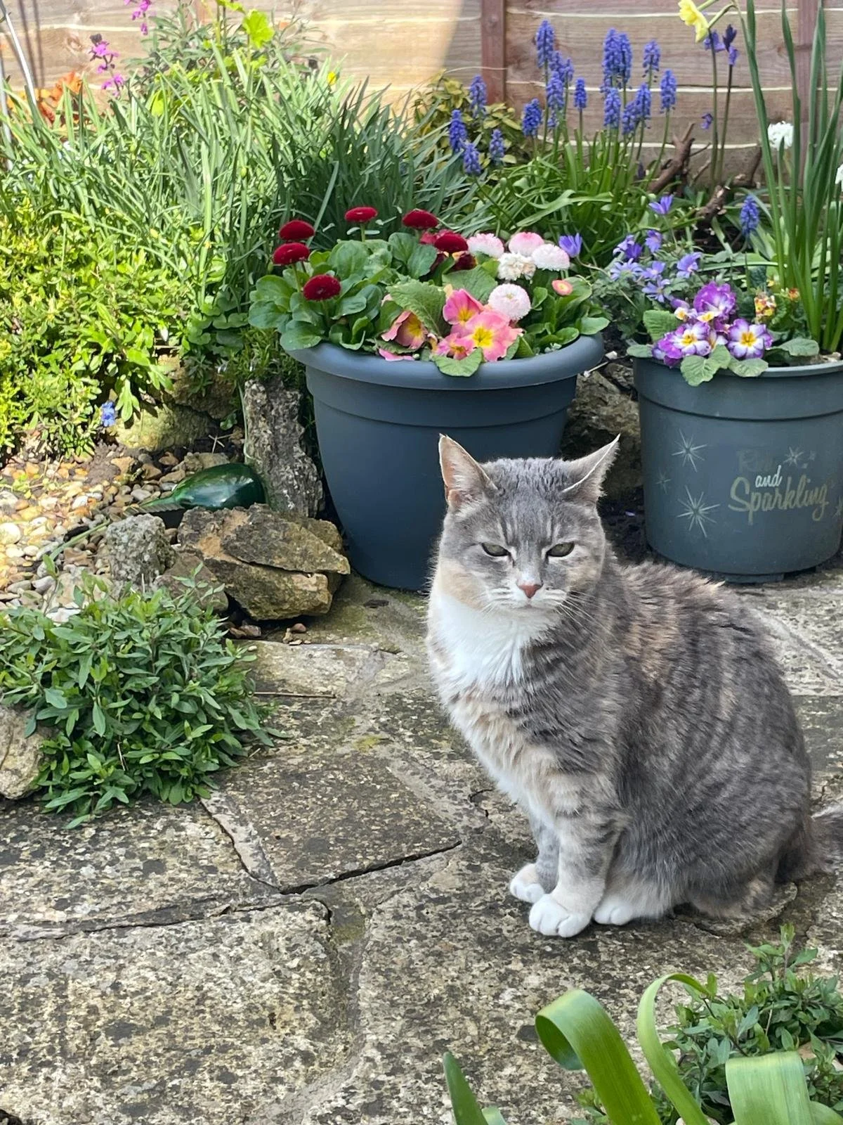Gray cat sitting on a stone patio in a garden, surrounded by potted flowers and plants, with colorful blooms and greenery present.
