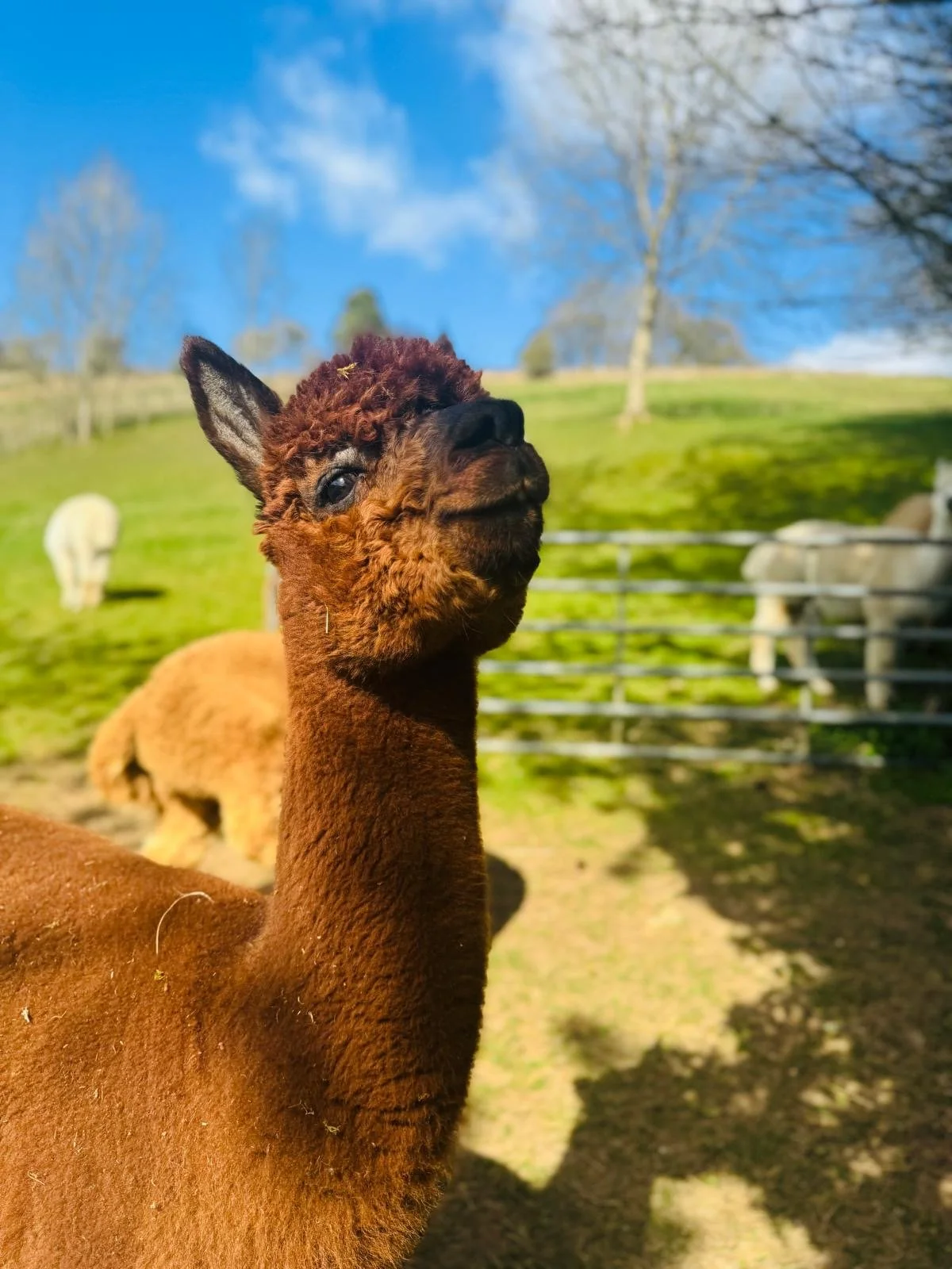 A brown alpaca standing in a grassy field with other alpacas and trees in the background under a blue sky.