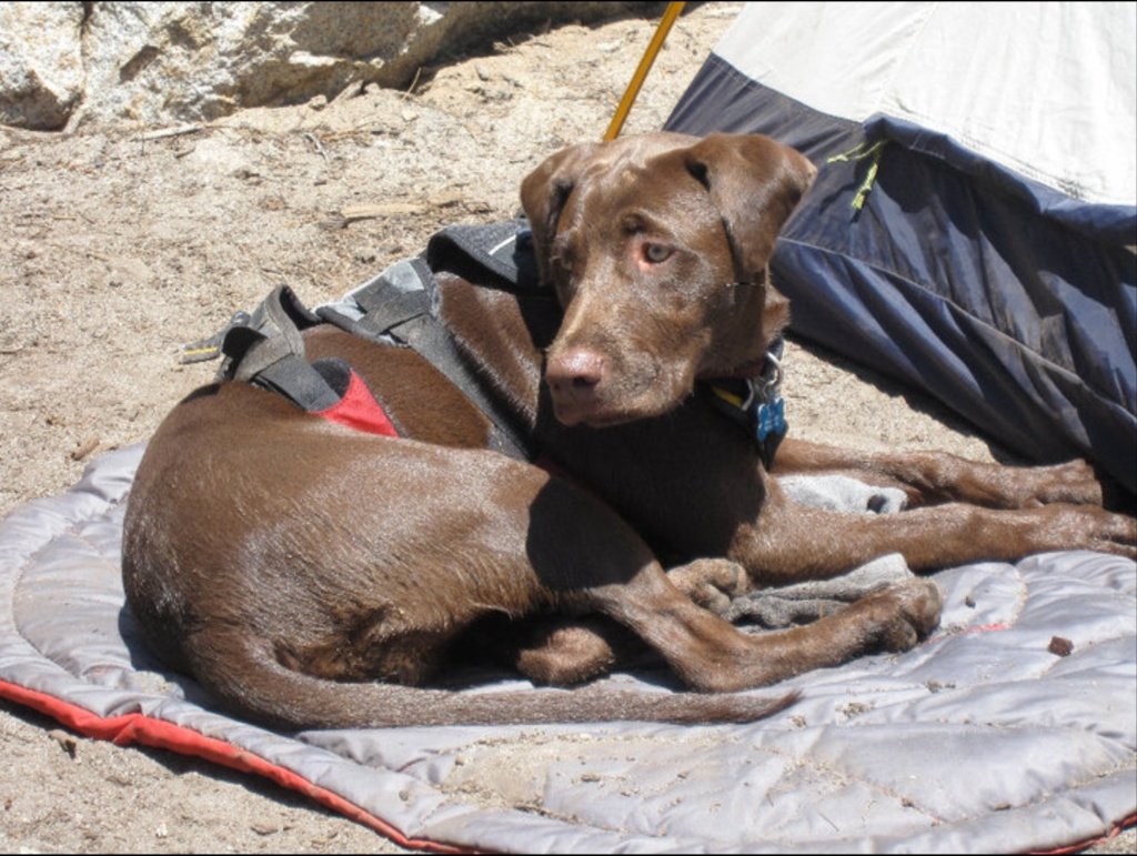 A chocolate Labrador mix wearing a rugged red and black tactical harness resting on a padded outdoor camp mat next to a tent.