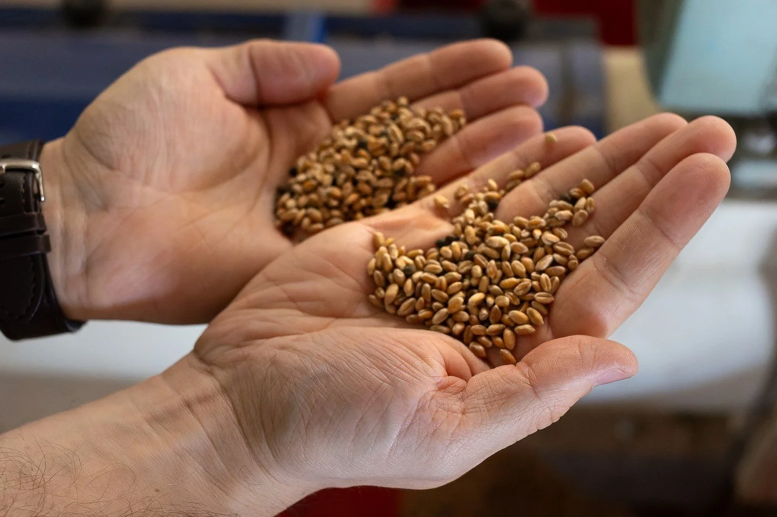 Farine locale Les Meules Fermières partenaire LOCA Le Mans