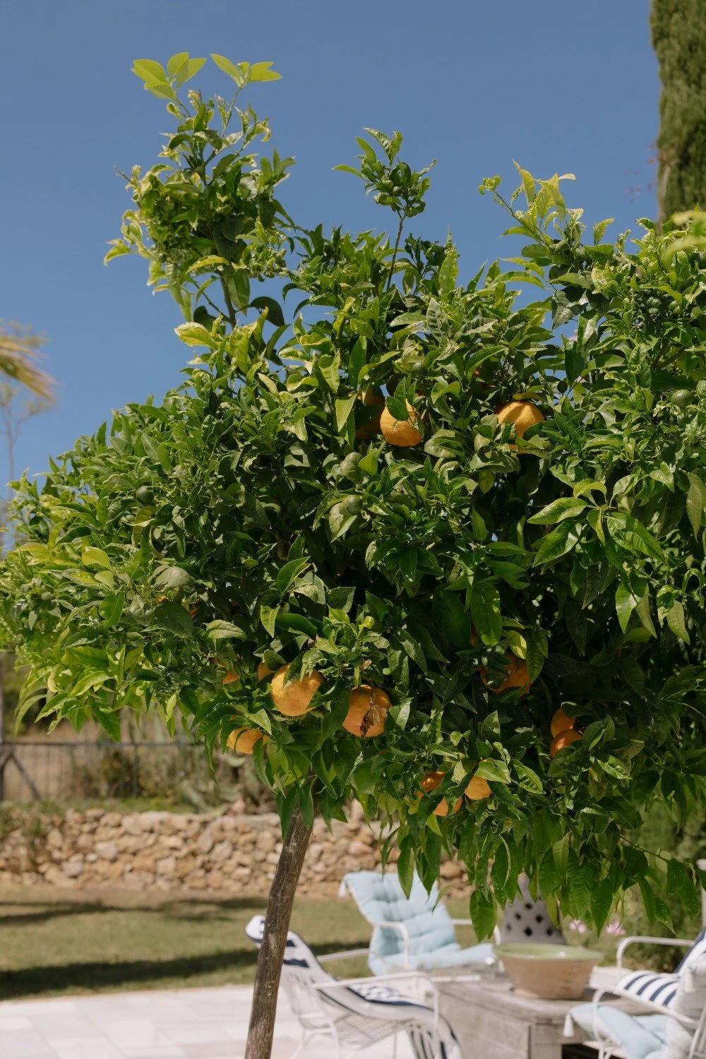 Lemons growing on a tree at a Spanish wedding venue in Catalonia.