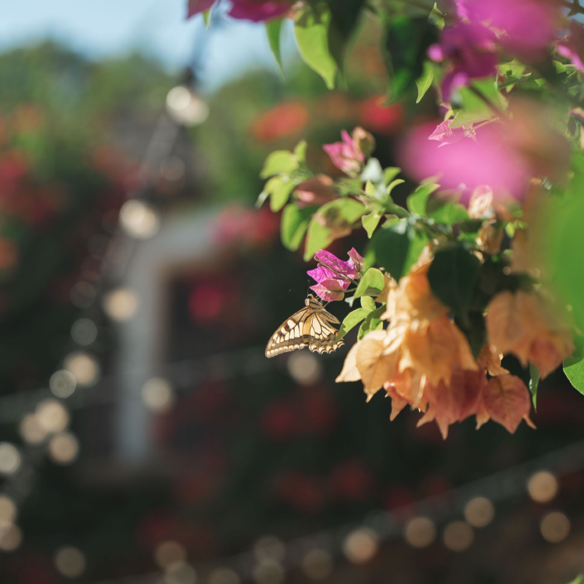 Butterfly resting on bougainvillea at a Catalan villa wedding venue