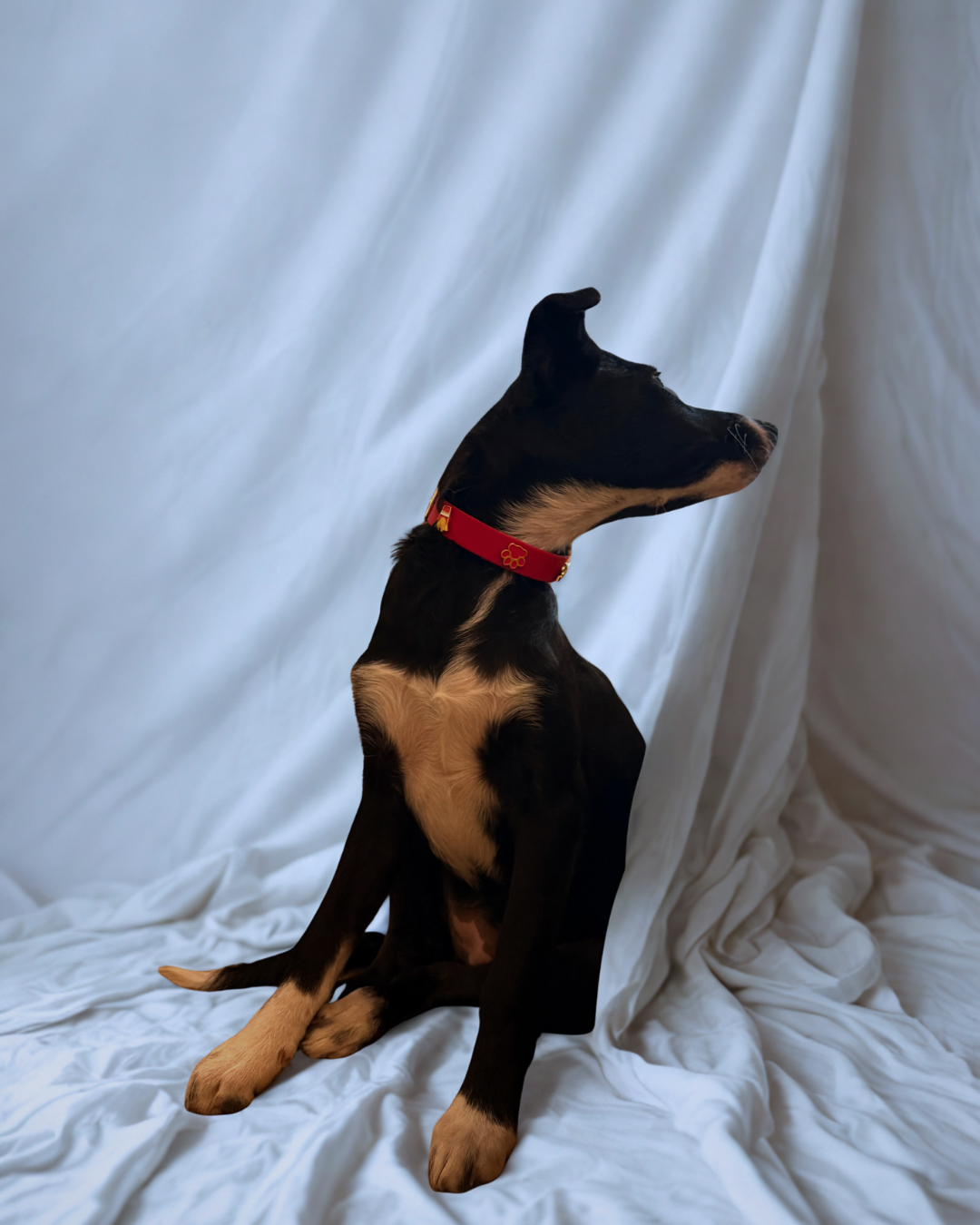 Design sans titre-5.png