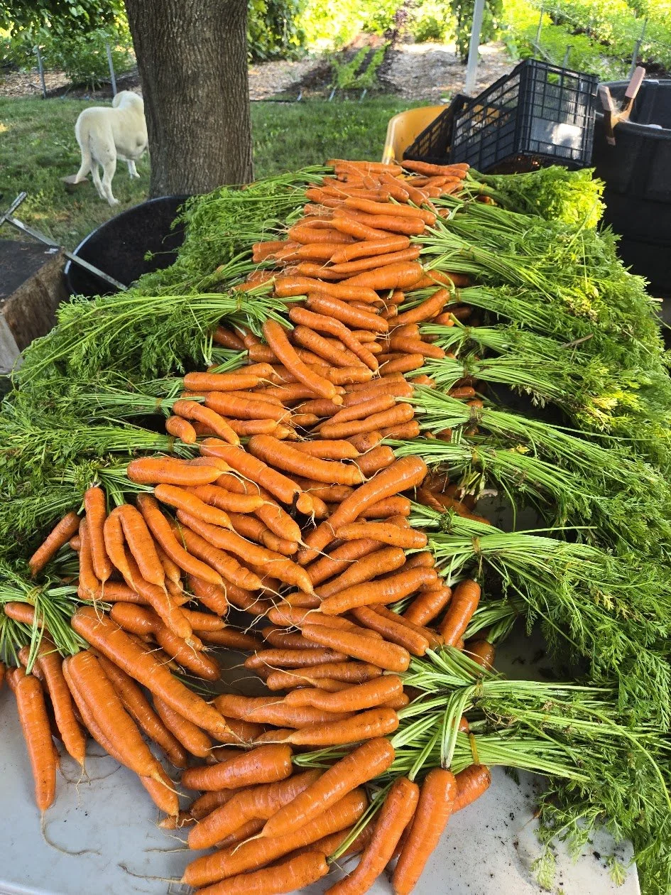 A large pile of freshly harvested carrots with green tops on a table outdoors in a garden setting.