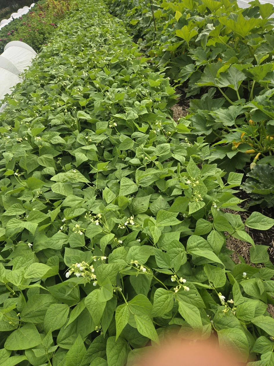 Rows of green bean plants in a garden with flowering buds.