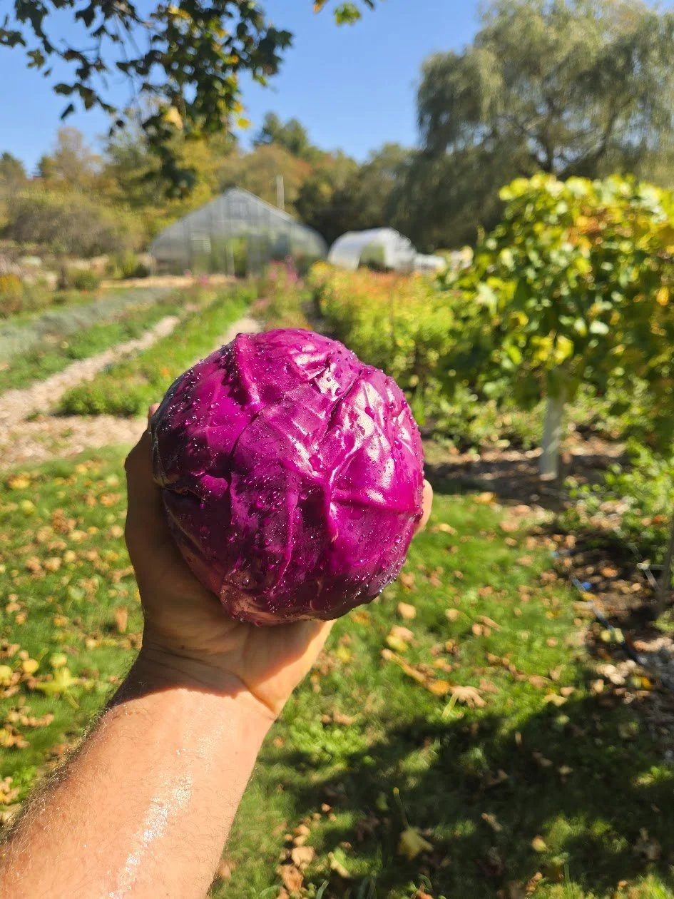 Hand holding a bright pink cabbage in a garden with green plants and trees, greenhouses in the background, on a sunny day.