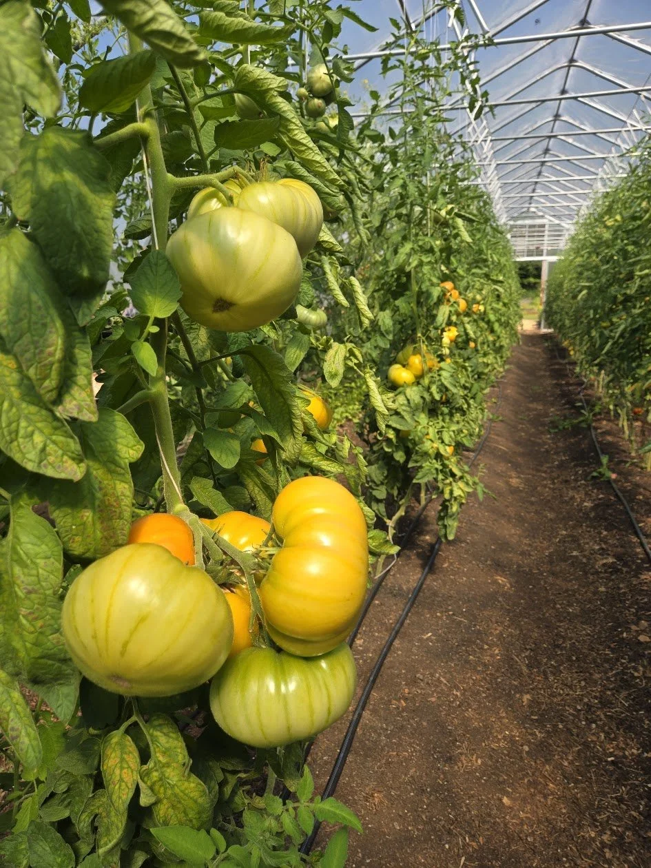 Rows of ripe yellow and green tomatoes growing in a greenhouse with a dirt path in the middle.