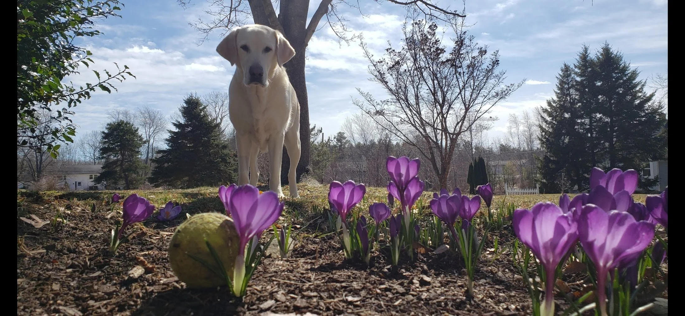 A yellow Labrador Retriever dog standing behind purple crocus flowers in a garden during daytime, with a partly cloudy sky and trees in the background.