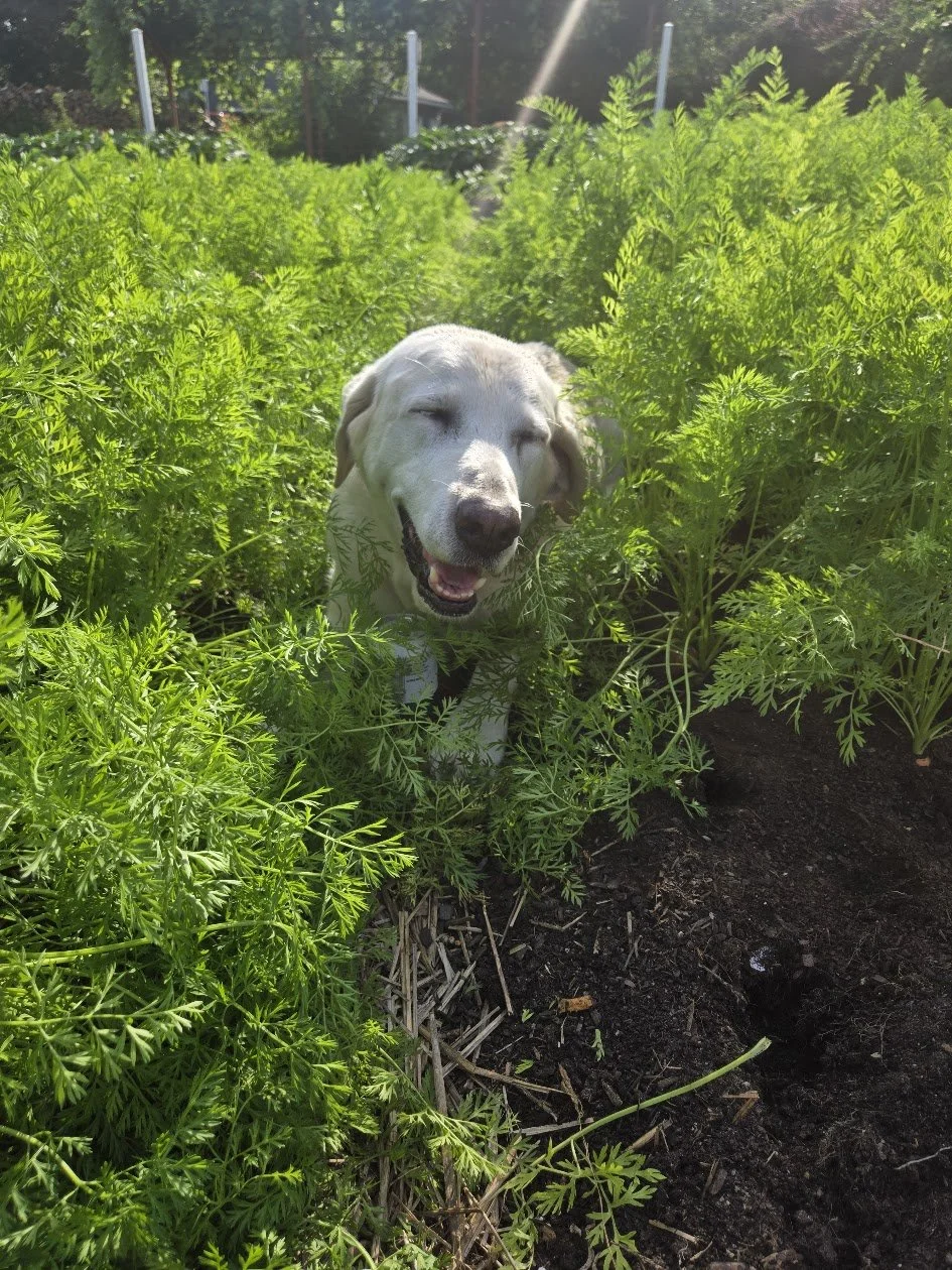A happy dog with closed eyes and an open mouth, standing amongst green leafy plants and sunlight in a garden or farm area.