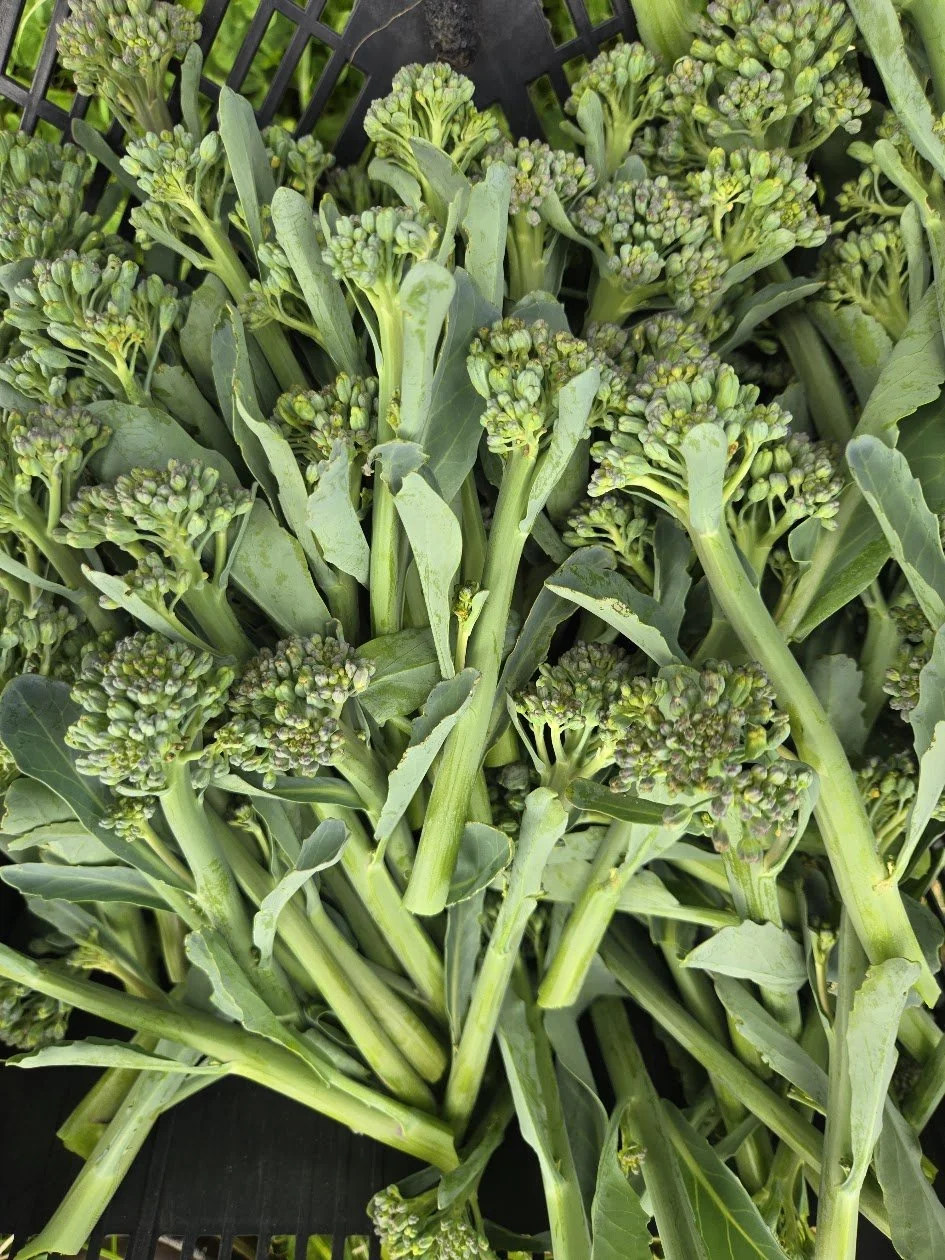 Fresh green broccoli florets with leaves in a black plastic crate.