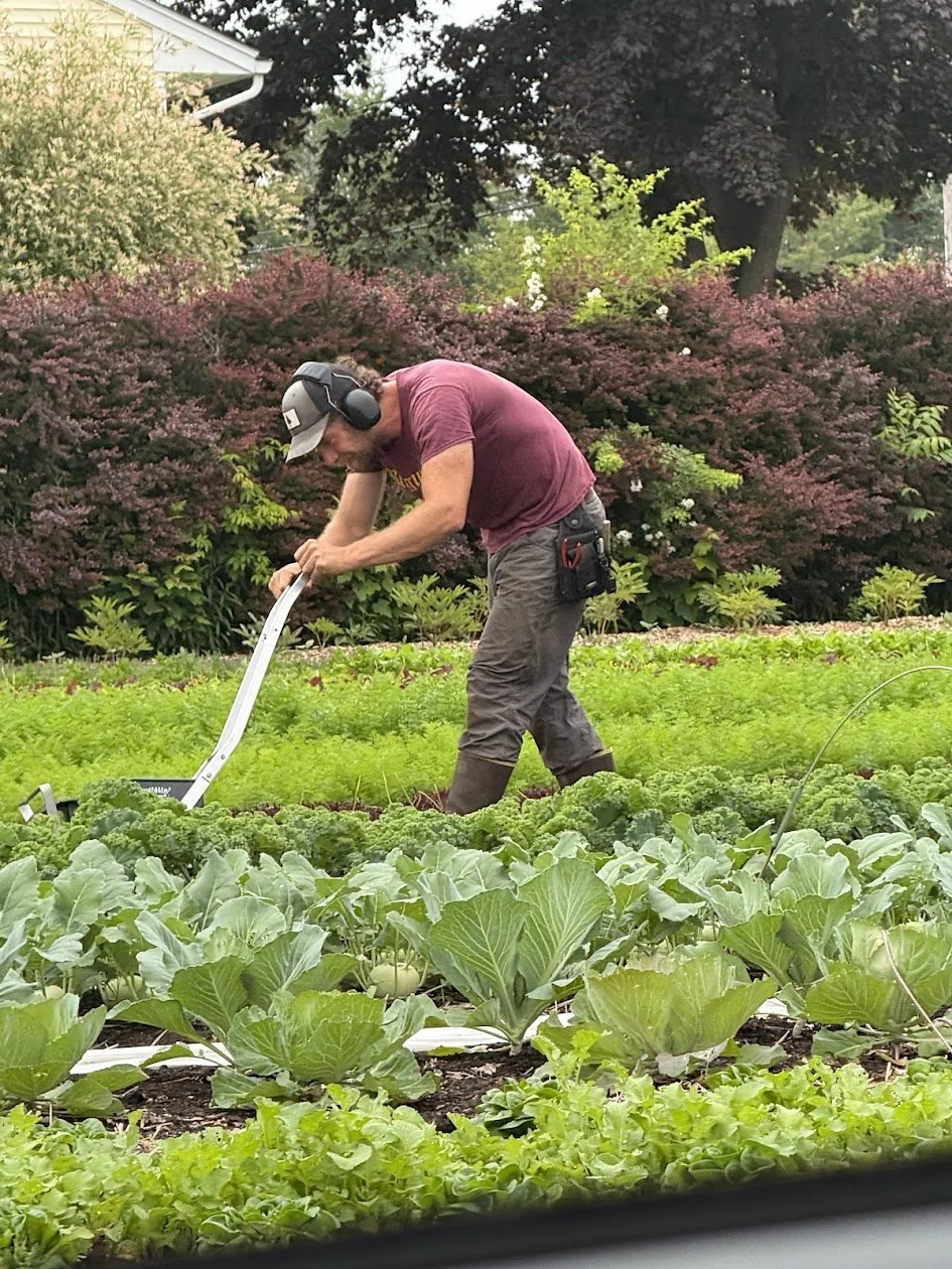 A man wearing a maroon shirt, brown pants, and a baseball cap is working in a vegetable garden, using a walk-behind tiller among leafy greens and cabbage plants, with flowering bushes and trees in the background.