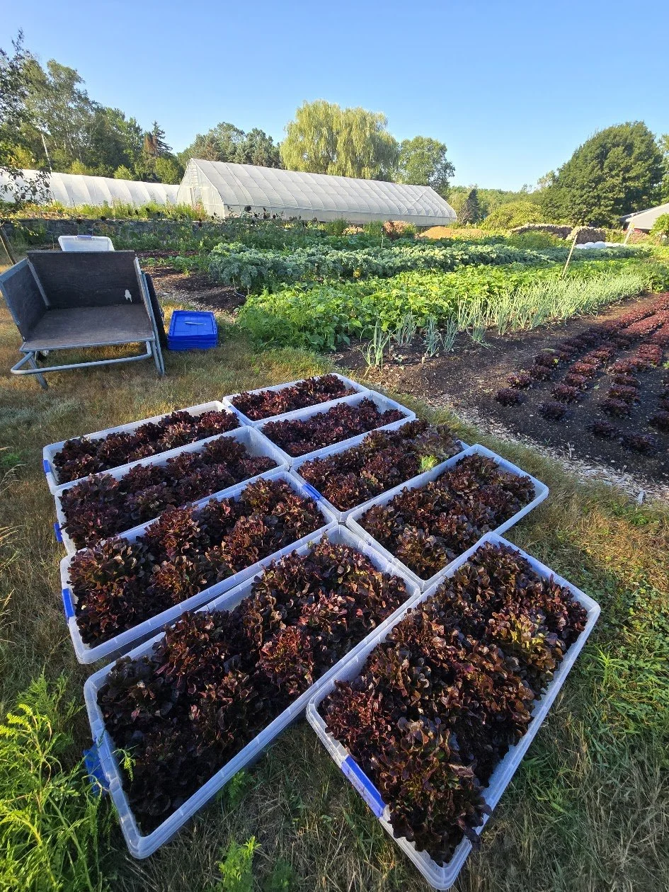 Rows of red lettuce in plastic containers on grass in a large garden with garden beds, green leafy vegetables, a greenhouse, and trees under a clear blue sky.