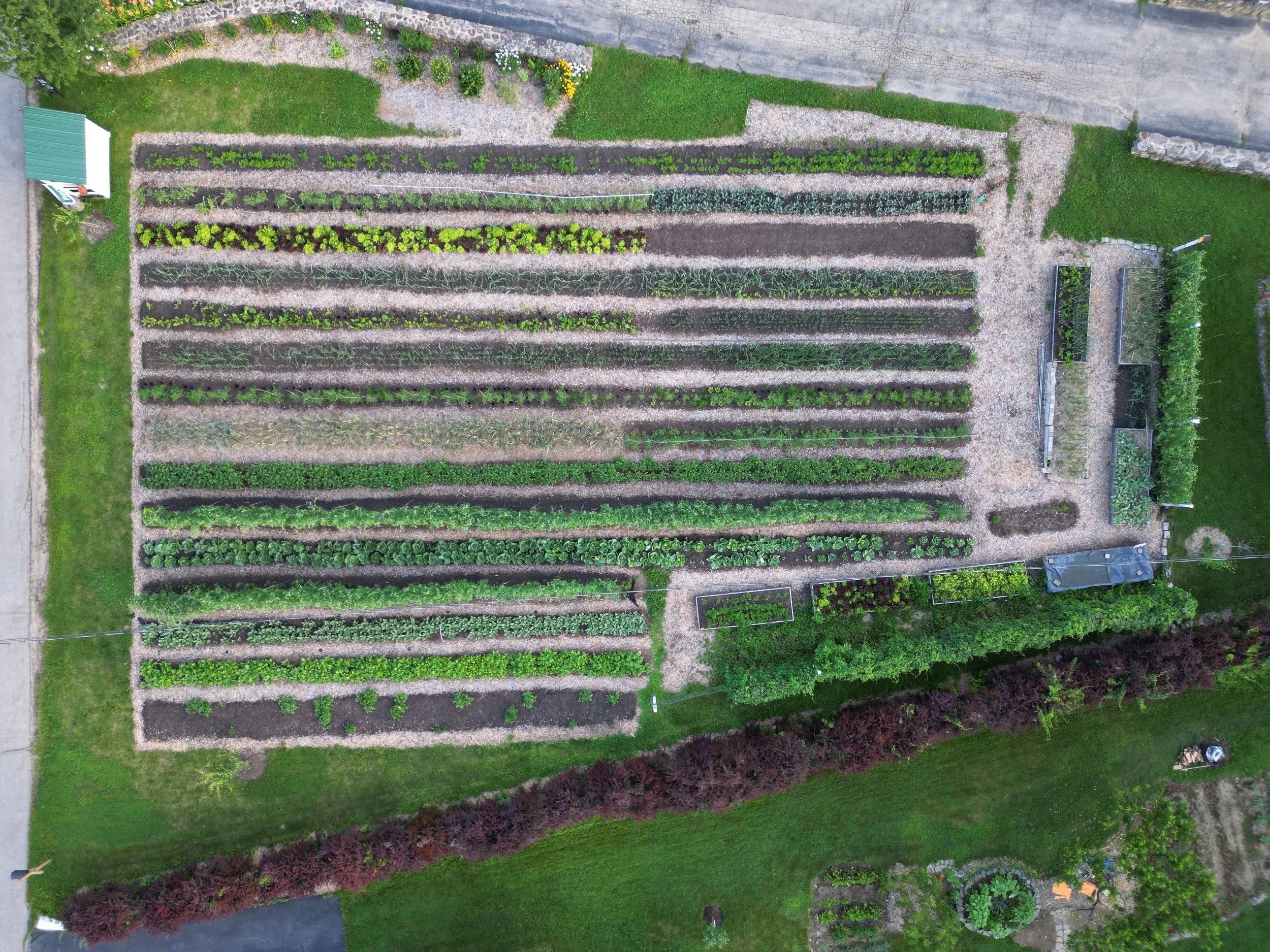 Aerial view of a garden with multiple raised planting beds and green plants, bordered by grass and trees, and a small shed in the upper left corner.