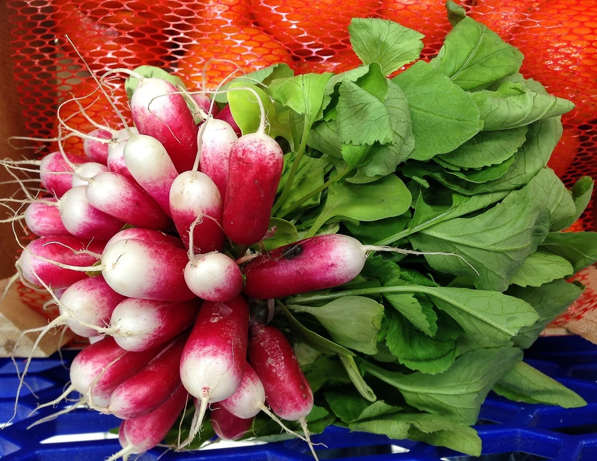 Fresh radishes with green leaves in a blue basket.