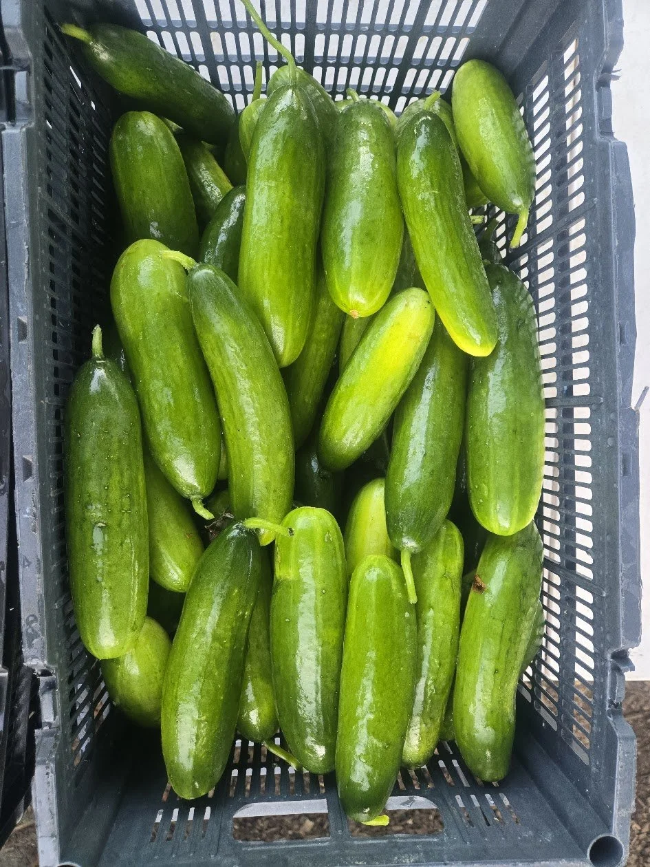 Fresh cucumbers in a black plastic crate.