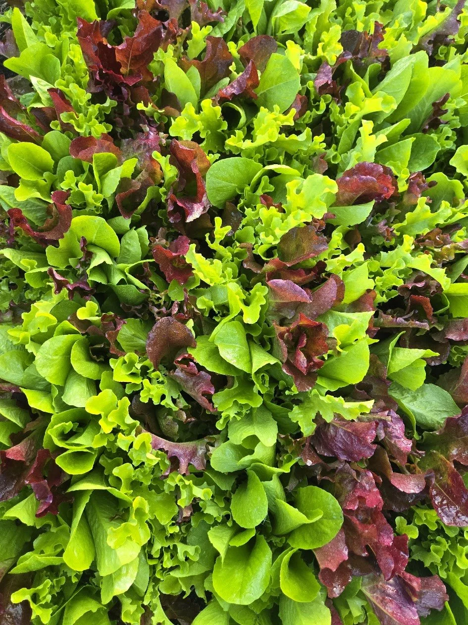 Close-up of various green and purple leafy lettuce plants.