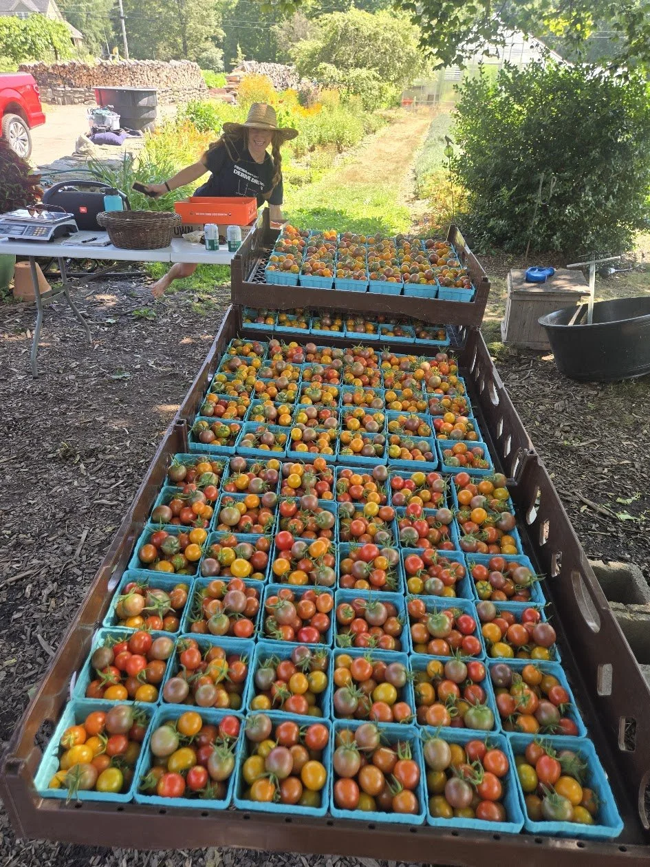 A woman in a straw hat smiling at a market stall with multiple boxes of cherry tomatoes, set in a garden or farm area with trees and a path in the background.
