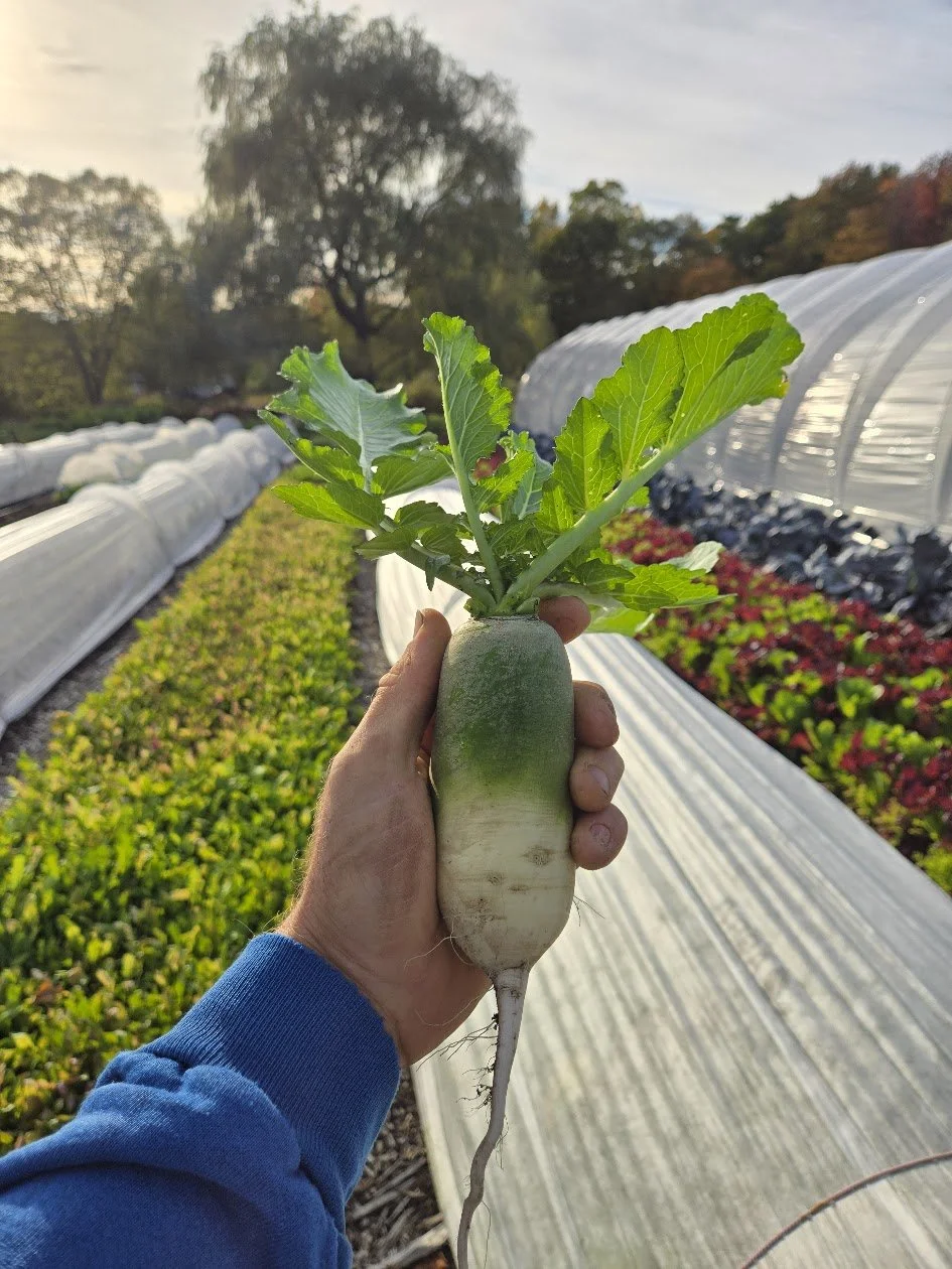 Person holding a radish with green leaves in an outdoor farm or garden with rows of plastic-covered crops in the background.