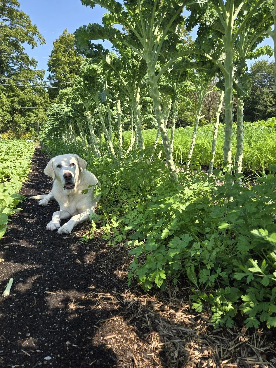 A yellow Labrador retriever laying on a dirt path in a lush vegetable garden with tall green plants and leafy bushes, under a blue sky with a few clouds.