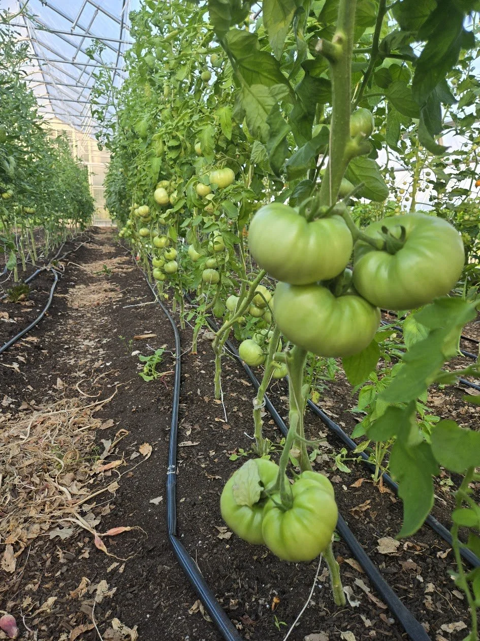 Green tomatoes growing on plants in a greenhouse with drip irrigation.