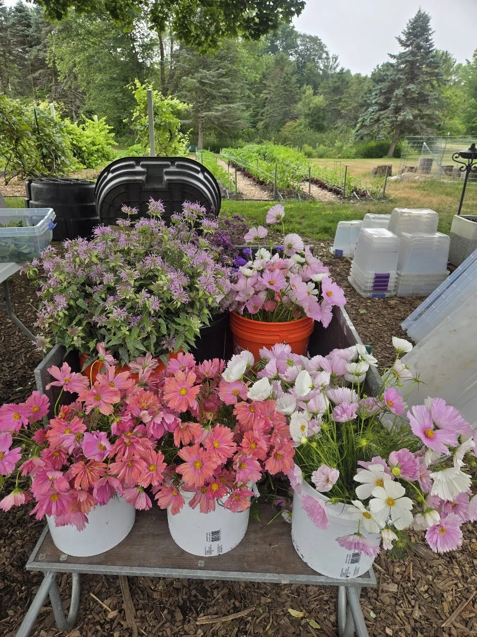 Pink, white, and purple flowers in buckets and pots on a small outdoor table in a garden, with a background of trees, garden beds, and gardening supplies.