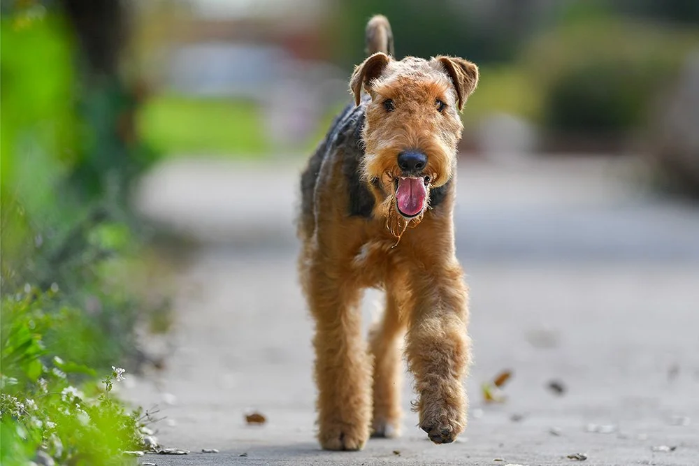 Airedale Terrier