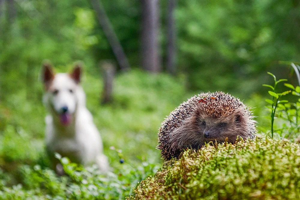 Hund und Igel