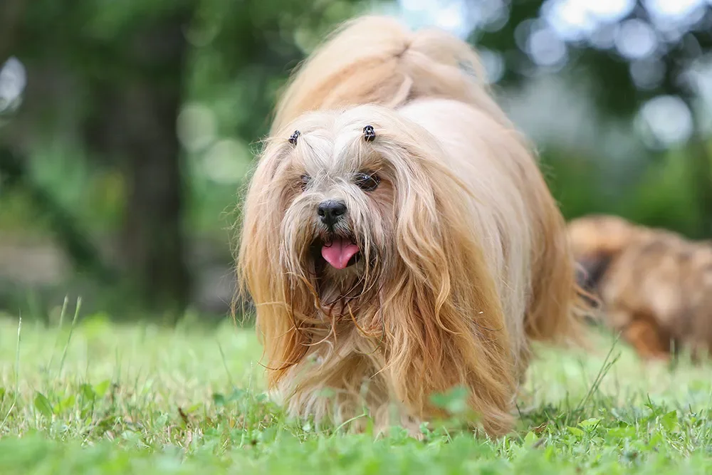 Lhasa Apso