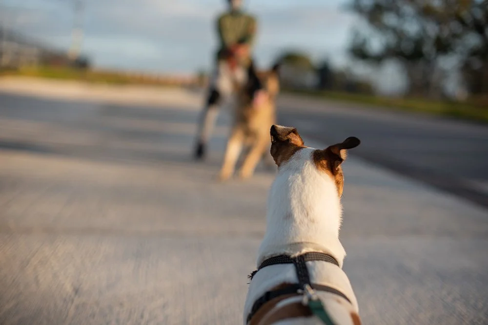 zwei Hunde