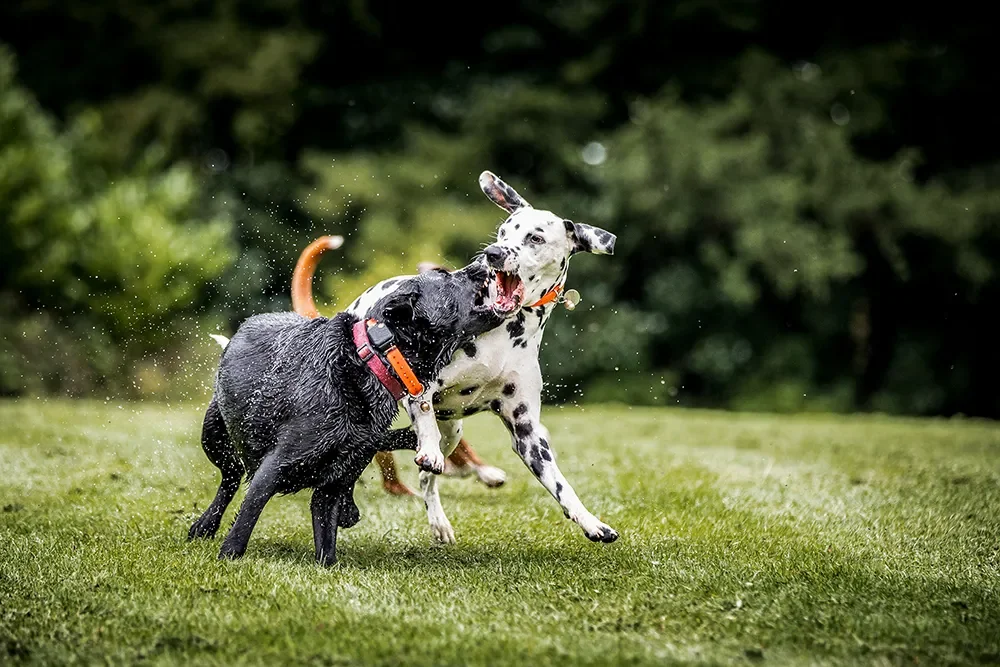 zwei Hunde spielen