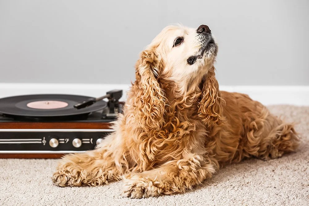 Hund neben Plattenspieler