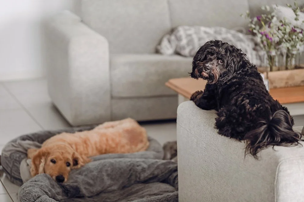 Zwei Hunde im Wohnzimmer