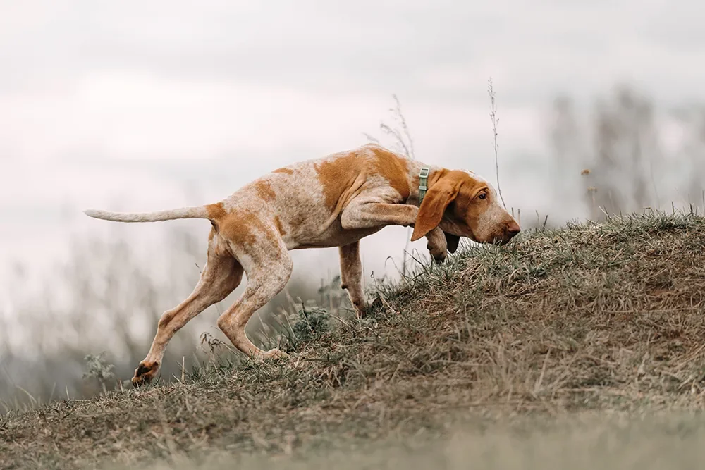Jagdhund schnüffelt