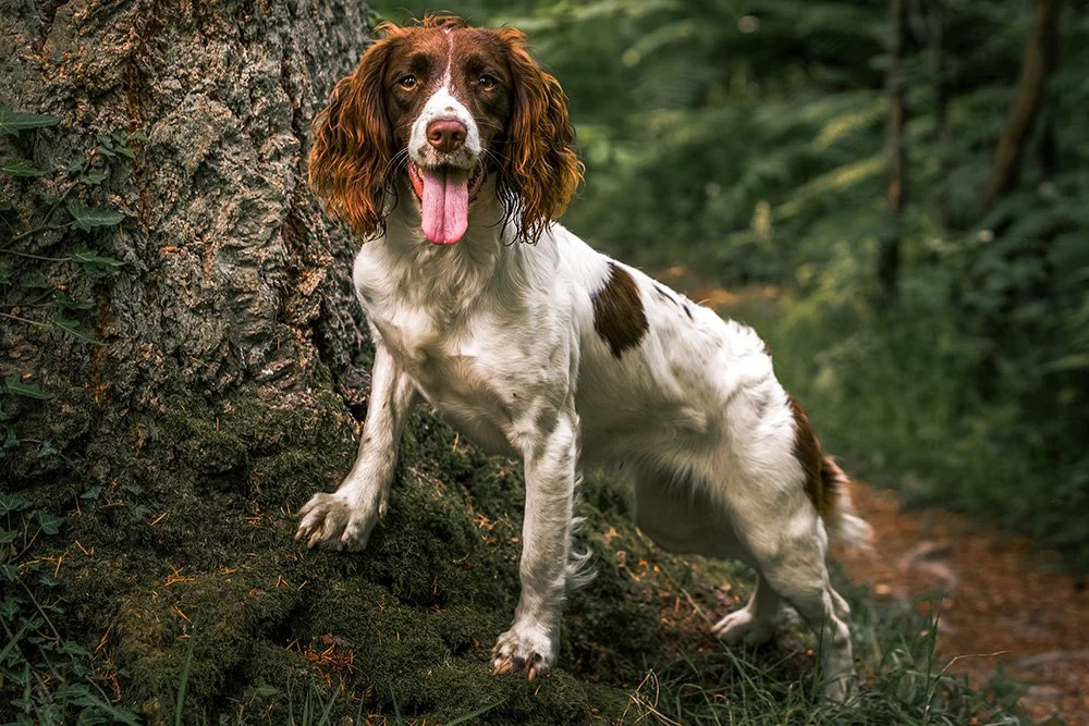 English Springer Spaniel