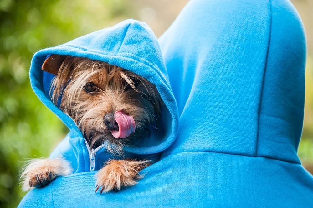 Hund und Mensch mit Kapuze