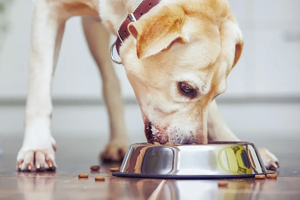 Hund frisst aus Napf