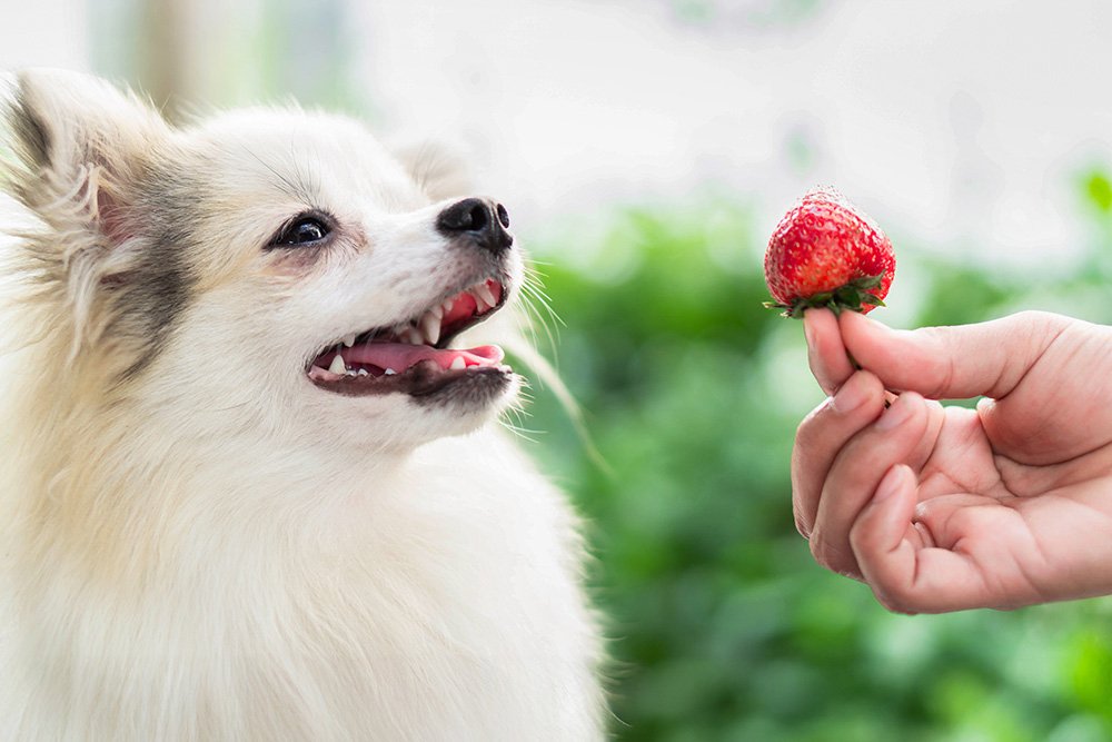 Hund und vor ihm eine Erdbeere