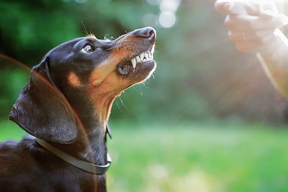 Hund zeigt Zähne