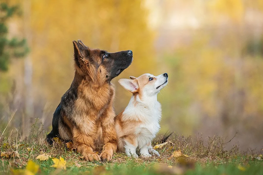 zwei Hunde schauen hoch