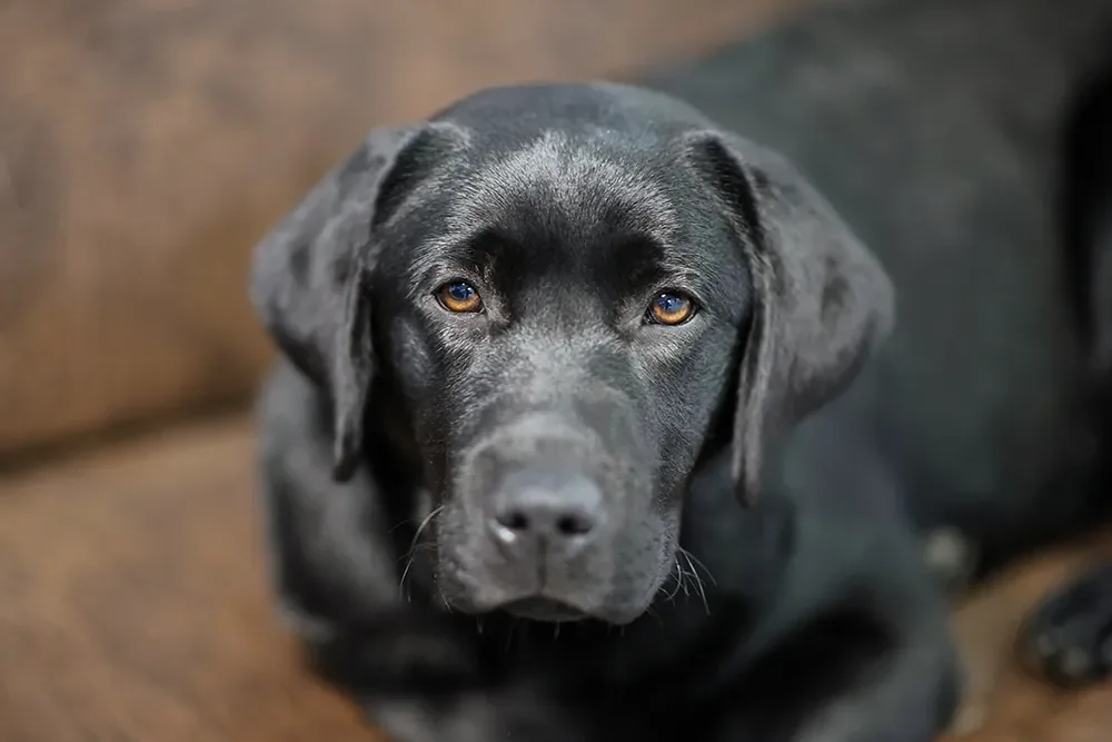 schwarzer Labrador
