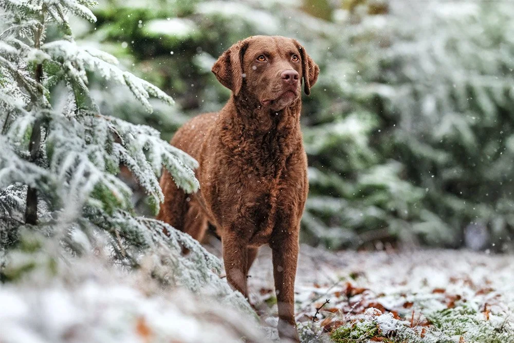 Chesapeake Bay Retriever