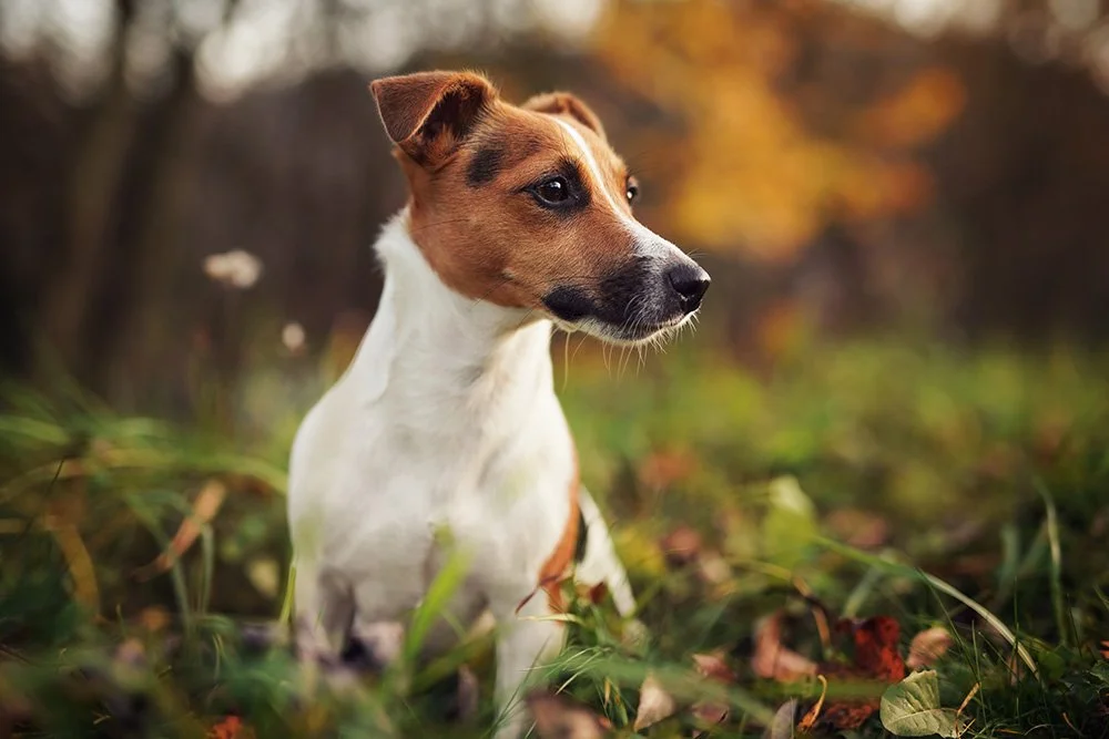 Hund auf Wiese