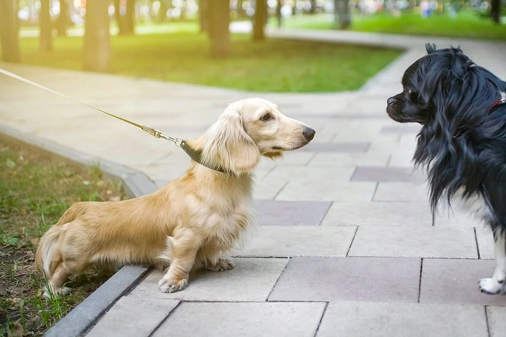 Langhaardackel trifft auf anderen Hund