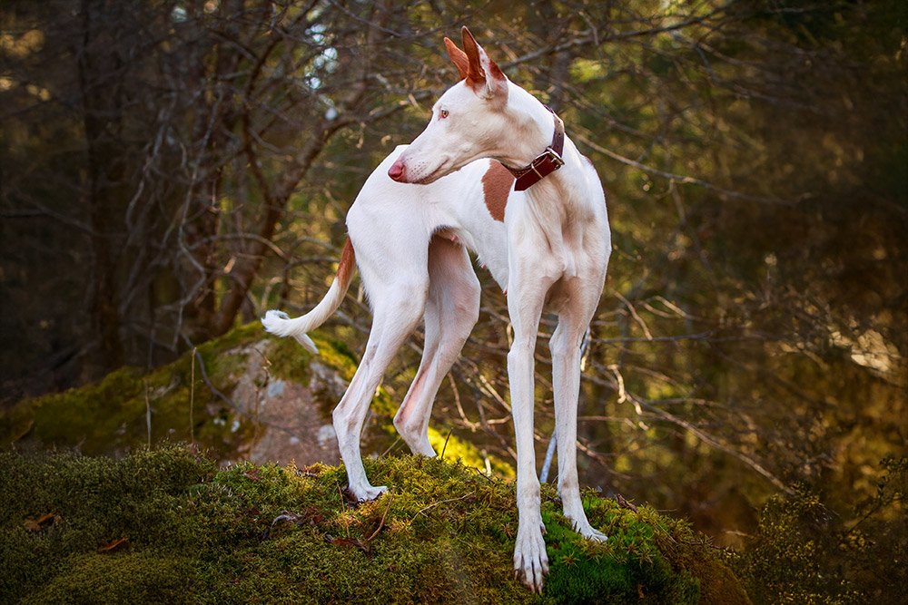 Podenco Ibicenco