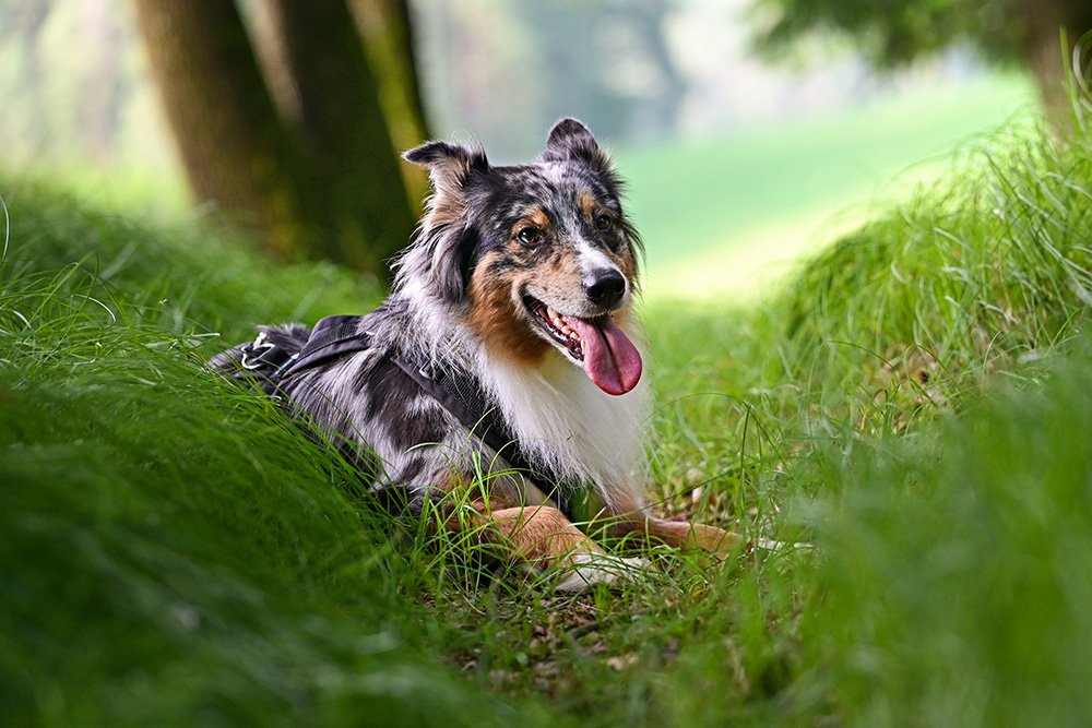 Hund hechelt