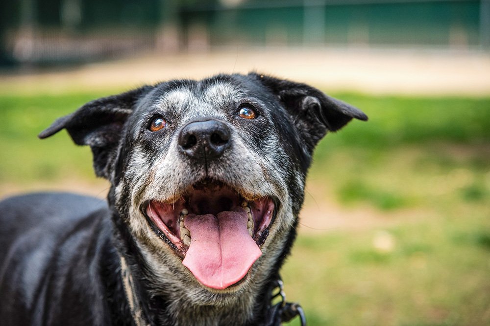 Senior Hund