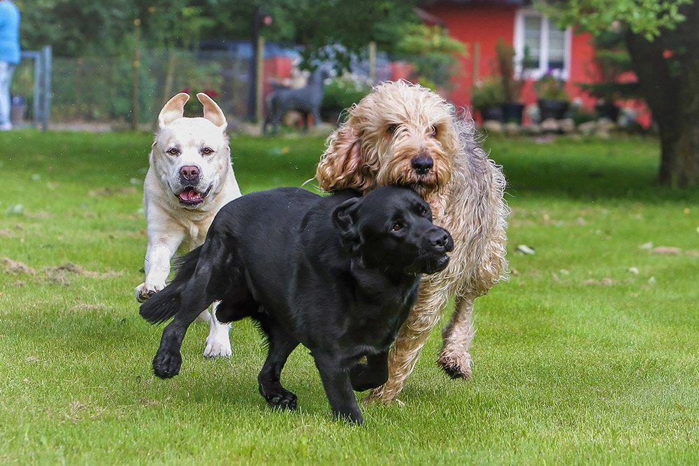 Hunde spielen