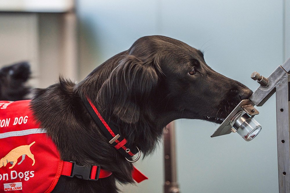 Hunde als medizinische Frühwarner