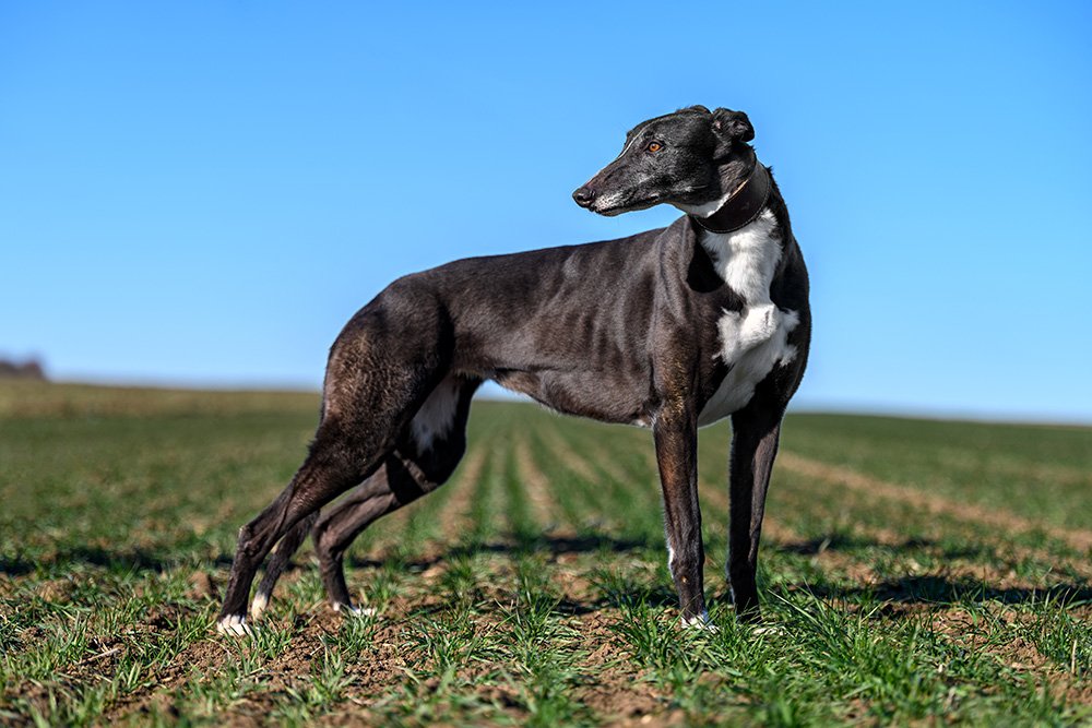 Greyhound